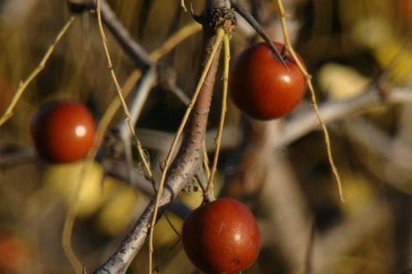 夢見酸棗有什么寓意 夢見摘酸棗好嗎 夢見吃酸棗的兆頭