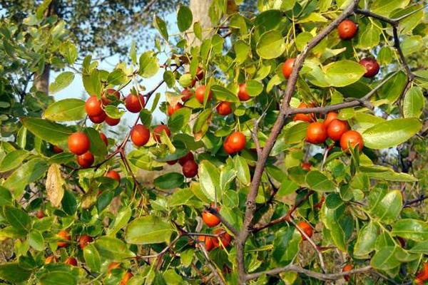 酸棗功效與作用及禁忌 酸棗的營養價值