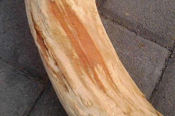 酸棗木多粗才有紅心 佩戴酸棗木手串的好處