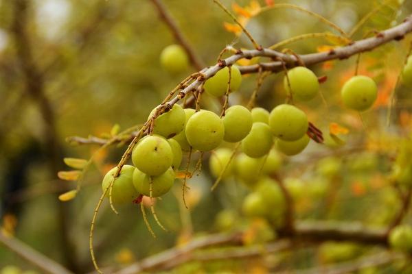 余柑子的種植方法與注意事項 余柑子加工方法