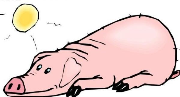 1959、1971、1983、1995、2007、2015年屬豬的分別是什么命 屬豬的今年的運勢