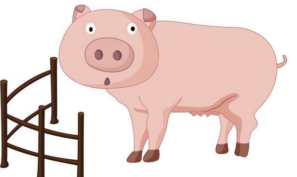 屬豬的今年多大(2018年) 屬豬今年運勢如何(財運、姻緣)