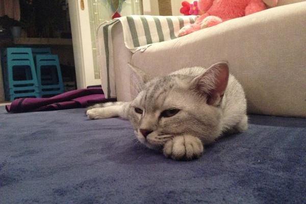 屬狗的本命佛是什么 屬狗吉祥物是什么 屬狗帶什么好