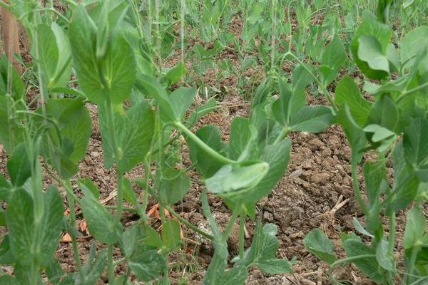 豌豆尖畝產(chǎn)多少斤 豌豆什么時(shí)候播種