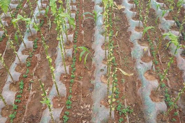 豌豆怎么種 豌豆種植技術(shù)與注意事項(xiàng)