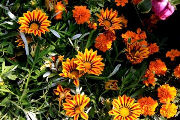 勛章花有毒嗎 勛章菊如何打頂