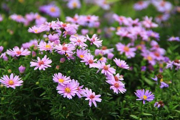 荷蘭菊怎么種 荷蘭菊種植方法與注意事項(xiàng)