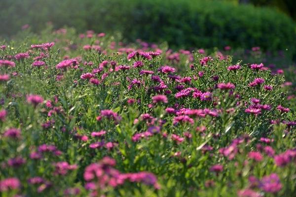 荷蘭菊怎么種 荷蘭菊種植方法與注意事項(xiàng)