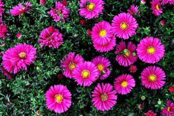 荷蘭菊怎么種 荷蘭菊種植方法與注意事項(xiàng)