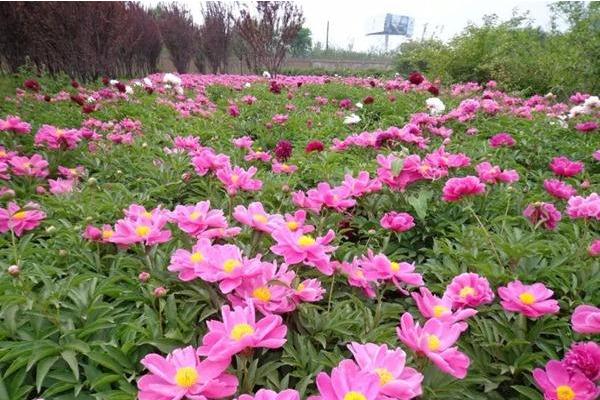 荷蘭菊怎么種 荷蘭菊種植方法與注意事項(xiàng)