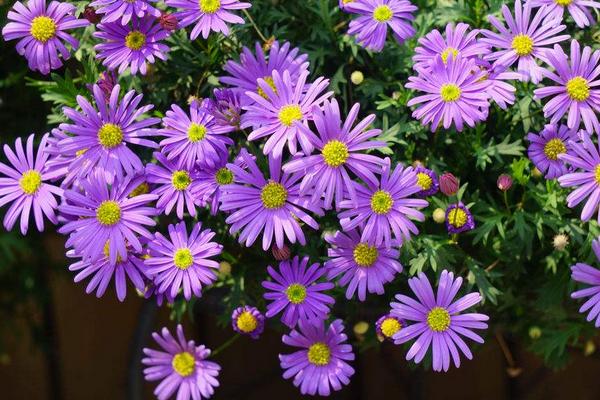 荷蘭菊怎么種 荷蘭菊種植方法與注意事項(xiàng)