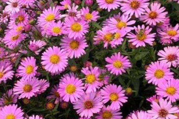 荷蘭菊怎么種 荷蘭菊種植方法與注意事項(xiàng)