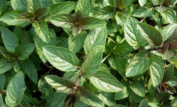 胡椒薄荷怎么種 胡椒薄荷種植方法與注意事項