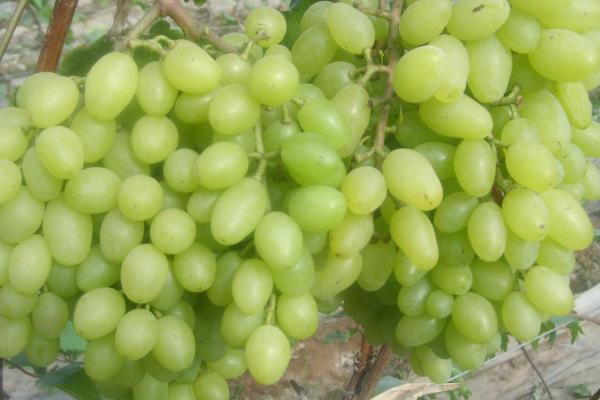 水晶葡萄市場(chǎng)價(jià)格多少錢一斤 吃水晶葡萄的好處
