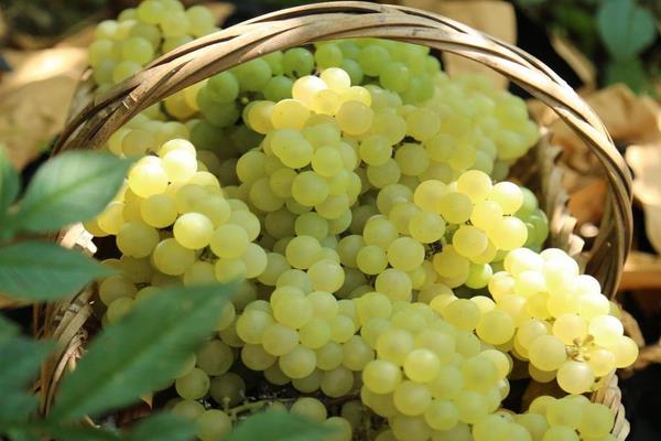 水晶葡萄市場(chǎng)價(jià)格多少錢一斤 吃水晶葡萄的好處