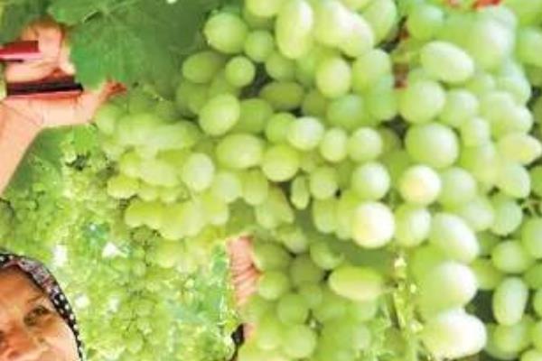 水晶葡萄市場(chǎng)價(jià)格多少錢一斤 吃水晶葡萄的好處