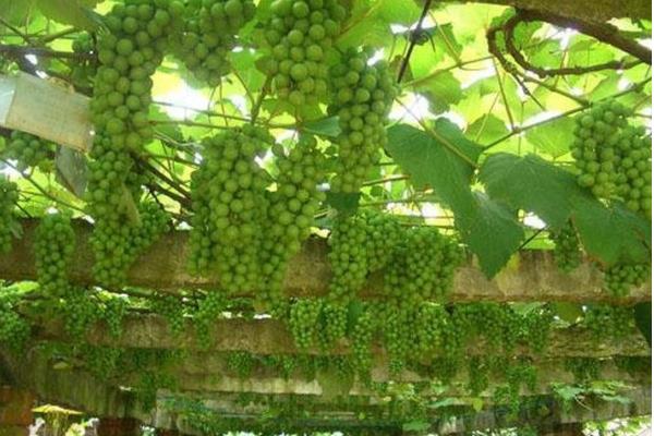 水晶葡萄市場(chǎng)價(jià)格多少錢一斤 吃水晶葡萄的好處