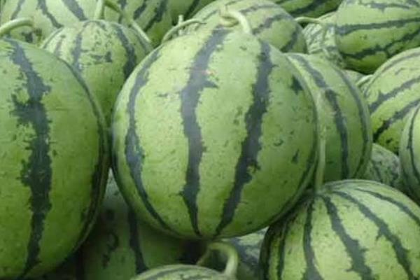 麒麟瓜和普通西瓜的區別是什么  麒麟瓜和8424一樣嗎