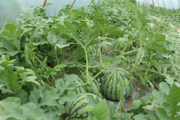 麒麟瓜市場價格多少錢一斤  麒麟瓜的營養價值