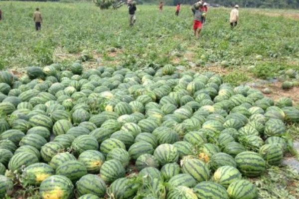 麒麟瓜市場價格多少錢一斤 麒麟瓜的營養價值