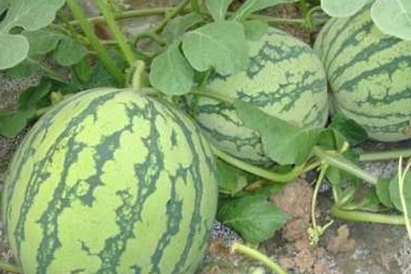 麒麟瓜市場價格多少錢一斤 麒麟瓜的營養價值