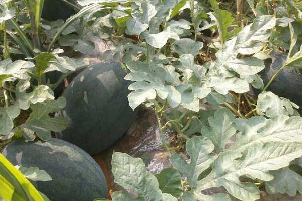 黑美人西瓜怎么種 黑美人西瓜栽培技術與注意事項