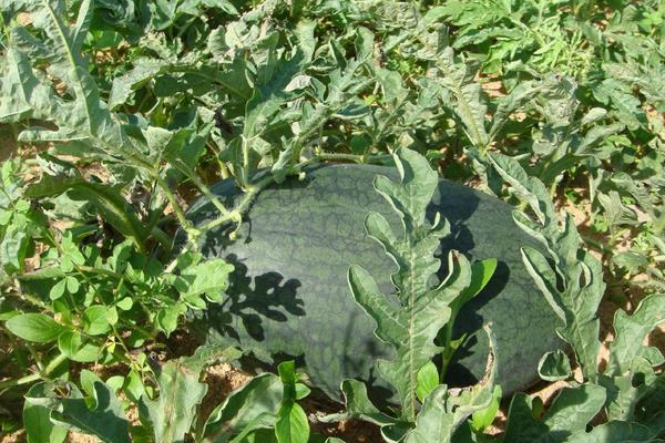 黑美人西瓜怎么種 黑美人西瓜栽培技術(shù)與注意事項(xiàng)