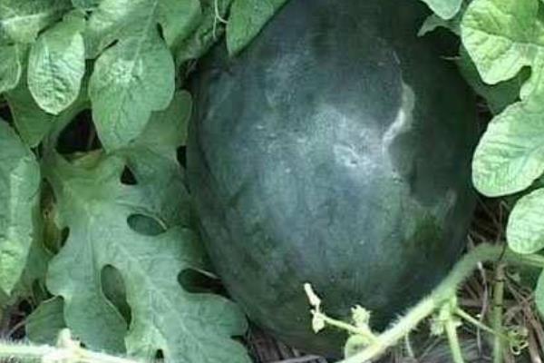 黑美人西瓜怎么種 黑美人西瓜栽培技術(shù)與注意事項(xiàng)