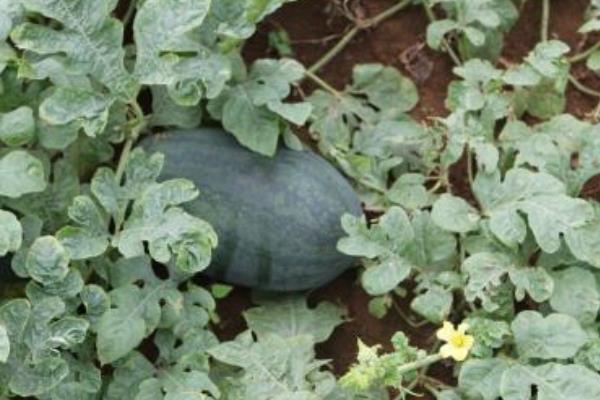 黑美人西瓜怎么種 黑美人西瓜栽培技術(shù)與注意事項(xiàng)