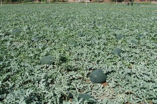 黑美人西瓜怎么種 黑美人西瓜栽培技術(shù)與注意事項(xiàng)