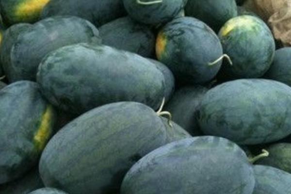 黑美人西瓜怎么種 黑美人西瓜栽培技術(shù)與注意事項(xiàng)