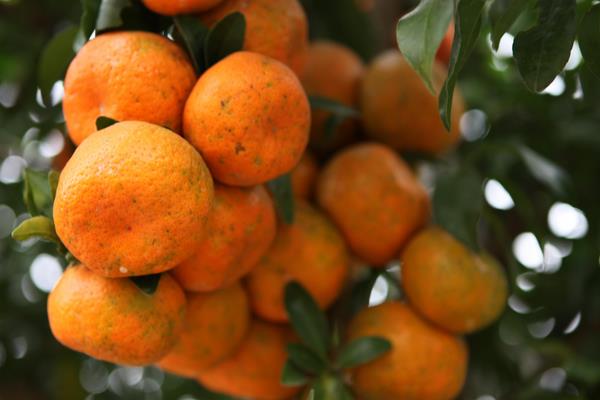 砂糖桔功效與作用及禁忌 砂糖桔營養價值