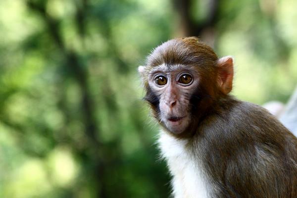 屬猴的和什么屬相最配（男、女） 屬猴的幾月出生最好