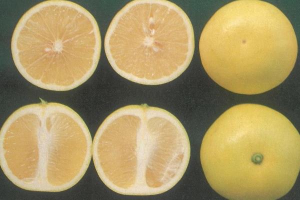 葡萄柚是西柚嗎 葡萄柚和西柚的區別是什么