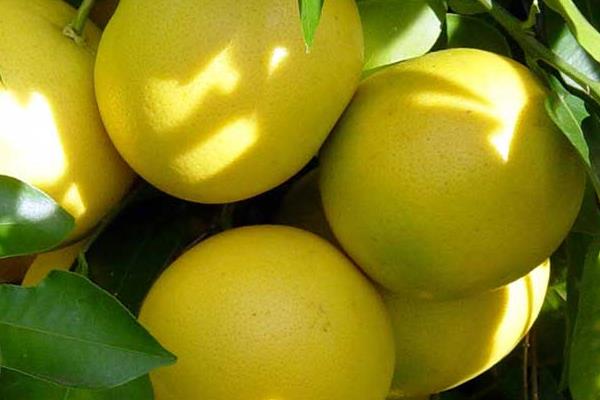 葡萄柚是西柚嗎 葡萄柚和西柚的區別是什么