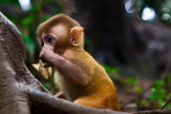 屬猴的和什么屬相最配（男、女） 屬猴的幾月出生最好