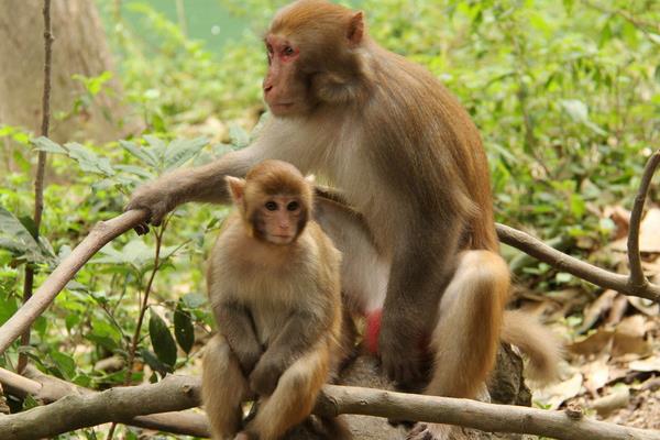 屬猴的和什么屬相最配（男、女） 屬猴的幾月出生最好