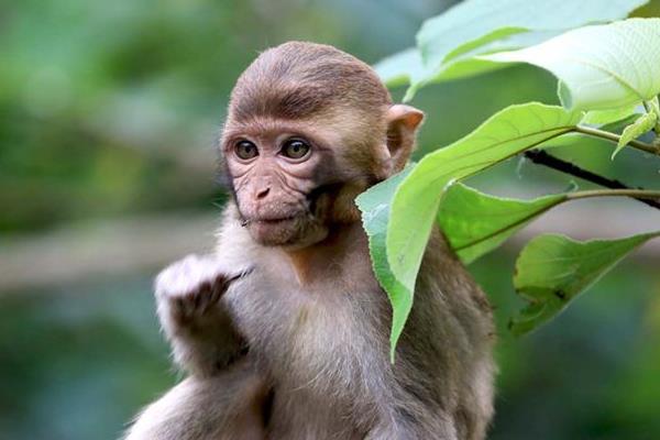 屬猴的和什么屬相最配（男、女） 屬猴的幾月出生最好