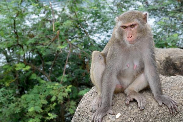 屬猴的今年多大（2018年） 屬猴今年運勢如何（財運、姻緣）