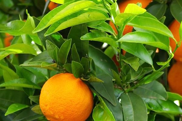 橘子什么時候成熟 橘子是什么季節(jié)的水果