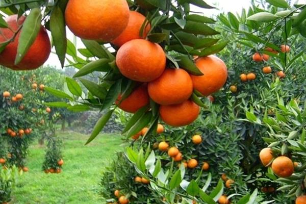 橘子什么時候成熟 橘子是什么季節(jié)的水果