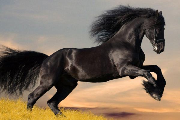 屬馬的是什么性格 屬馬的幸運數字是多少