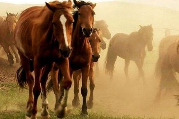 屬馬的是什么性格 屬馬的幸運數字是多少