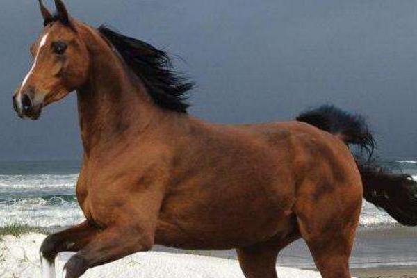 屬馬的是什么性格 屬馬的幸運數字是多少