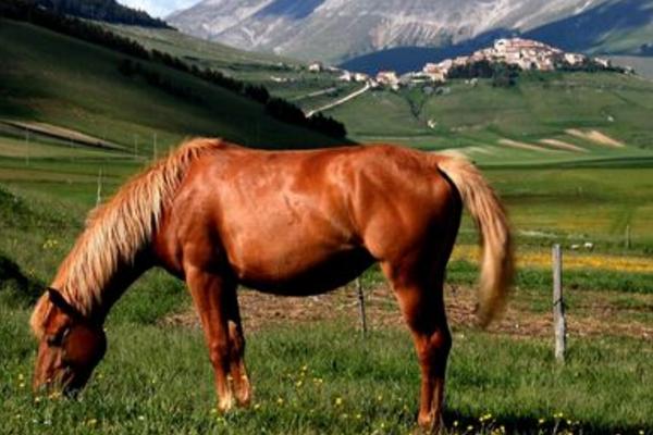 屬馬的是什么性格 屬馬的幸運數字是多少