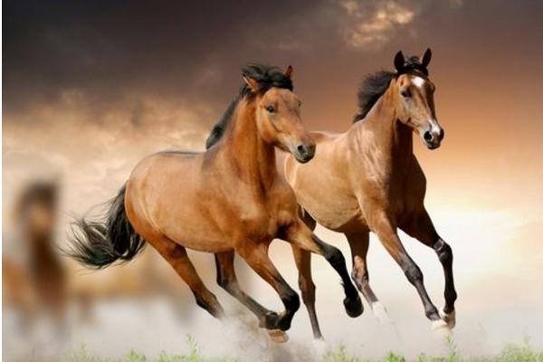 屬馬的本命佛是什么 屬馬吉祥物是什么 屬馬帶什么好