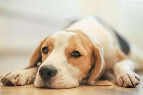 屬馬的本命佛是什么 屬馬吉祥物是什么 屬馬帶什么好