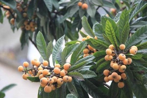 夢見吃枇杷是什么意思 夢見樹上結滿枇杷有什么預兆