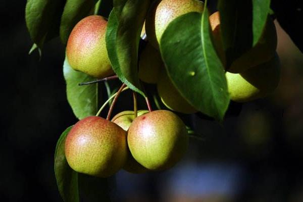 紅肖梨的功效與作用及禁忌 紅肖梨營養價值