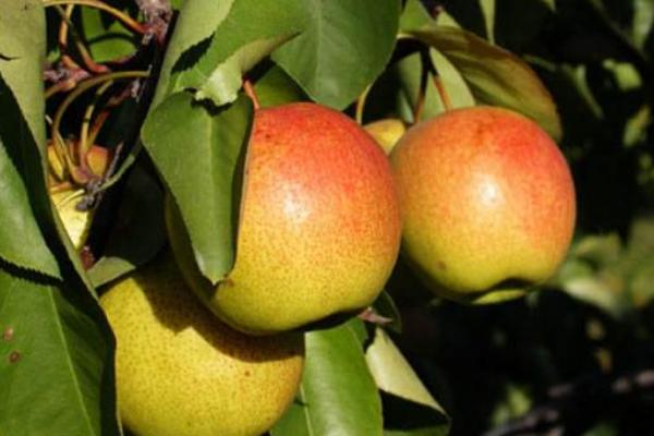 紅肖梨的功效與作用及禁忌 紅肖梨營養價值